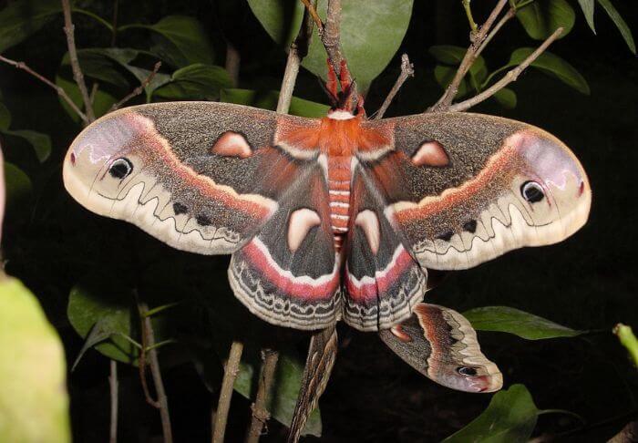 large moths in Pennsylvania