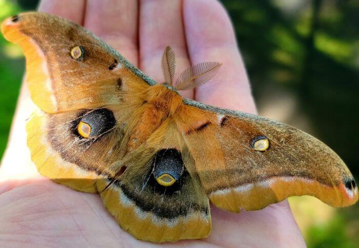 large moths in california